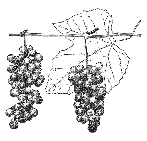 Vitis Bicolor Ist Eine Rebsorte Früchte Und Blätter Werden Jedem — Stockvektor