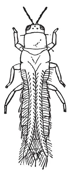 Thrips Tritici Ist Eine Thripsarte Der Gattung Frankliniella Vintage Strichzeichnung — Stockvektor