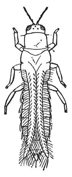 Thrips Tritici Una Specie Tripide Del Genere Frankliniella Illustrazione Vintage — Vettoriale Stock