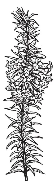 Epacris インプレッサ として知られている共通ヒースは ヒースの家族の植物です 通称ピンクまたは共通ヒース Epacris インプレッサ ツツジ科の家族 ビンテージの線描画や彫刻イラストに属しています — ストックベクタ