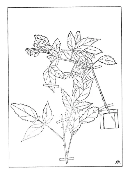 植物のイメージです ベクトル図 — ストックベクタ