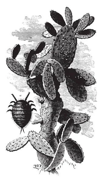 Nopal Kaktus Ladningsmealybugs Vintage Gravert Illustrasjon Industrielt Leksikon Lami 1875 – stockvektor