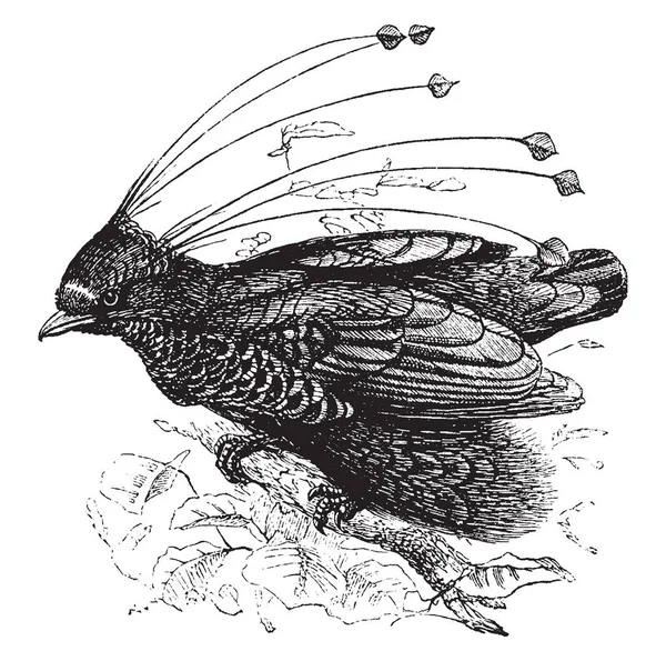 Six Fils Bird Paradise Ayant Deux Touffes Latérales Partir Desquelles — Image vectorielle
