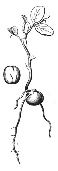 マメ科の植物 ビンテージの線描画や彫刻イラストの苗を示す画像 — ストックベクタ