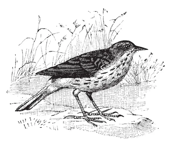 Pipit Gênero Cosmopolita Caudas Longas Desenho Linha Vintage Gravura Ilustração —  Vetores de Stock