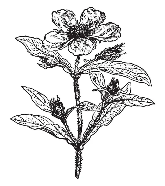 这张照片 显示的是一棵岩石玫瑰植物 这种植物是多毛的小花 有四到五片花瓣 这种植物是用来装饰 复古线画或雕刻插图 — 图库矢量图片