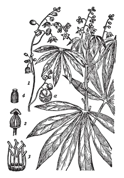 This is the image of Yuca cassava. It is the third largest source of carbohydrates for human food. Africa is its largest center of production, vintage line drawing or engraving illustration. — Stock Illustration Image Yuca Cassava Third Largest Source Carbohydrates Human Food Africa Vector Graphics