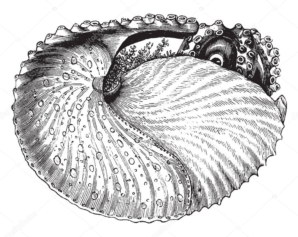 Argonaut within shell is a group of pelagic octopuses, vintage line drawing or engraving illustration.