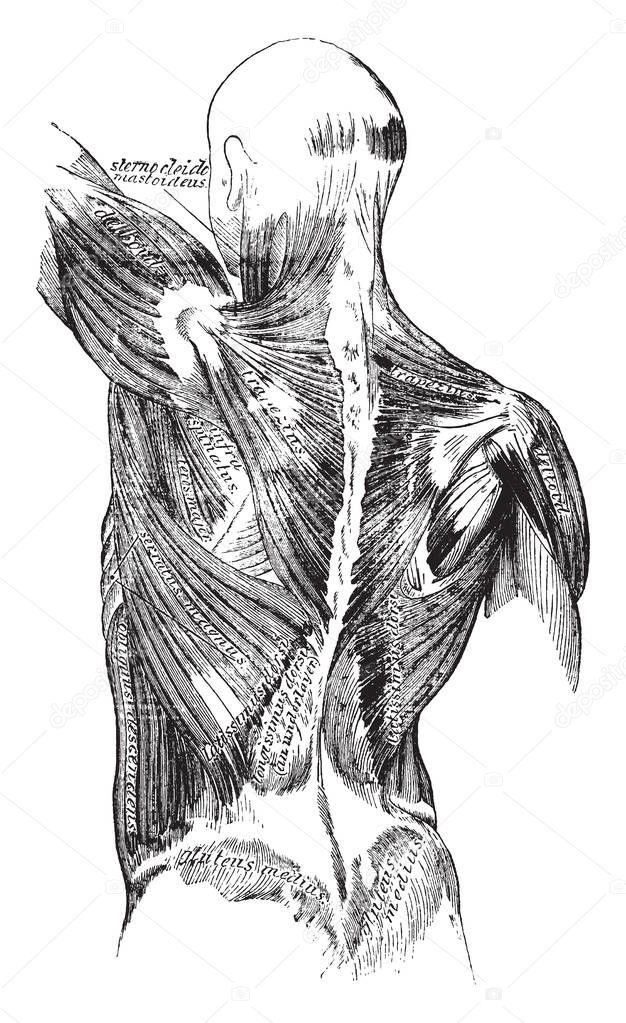 This illustration represents Back Muscles, vintage line drawing or engraving illustration.