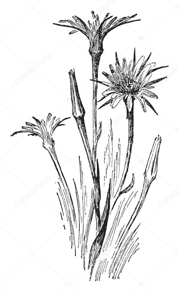Tragopogon Porrifolius is flowering plant. Its stem is largely unbranched, and the leaves are somewhat grass like. His flower color is Purple, vintage line drawing or engraving illustration.
