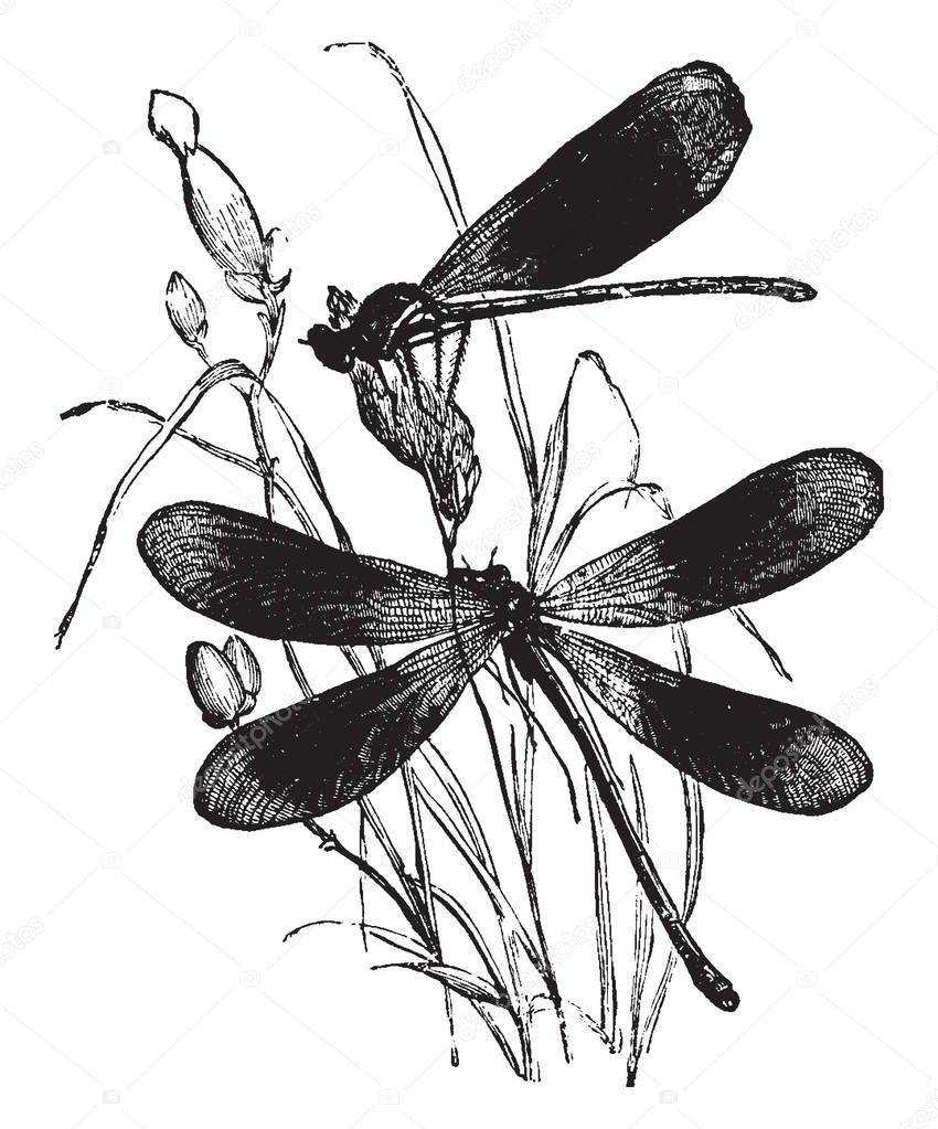 Virgin Dragonfly one of the most beautiful species of Euopean dragonflie, vintage line drawing or engraving illustration.