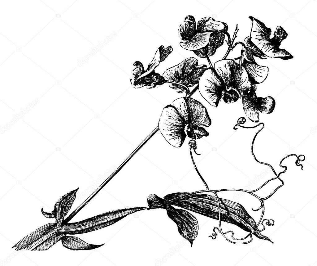 A picture is showing Everlasting Pea, also known as Lathyrus Latifolius. It belongs to Pea Family, Fabaceae. It is native to Europe. It flowers are large and pink colored, vintage line drawing or engraving illustration.