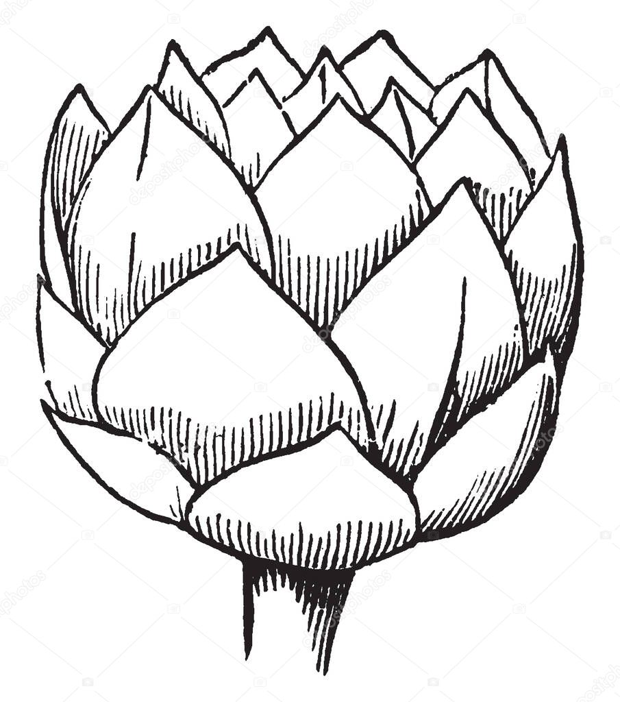 The image shows a young plant of the Houseleek with the leaves. It is believed to stem from the traditional practice of growing plants on the roofs of houses to ward off fire and lightning strikes, vintage line drawing or engraving illustration.