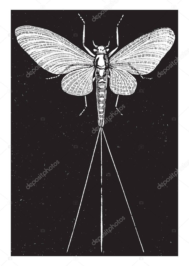 Day Fly is an aquatic insects belonging to the order Ephemeroptera, vintage line drawing or engraving illustration.