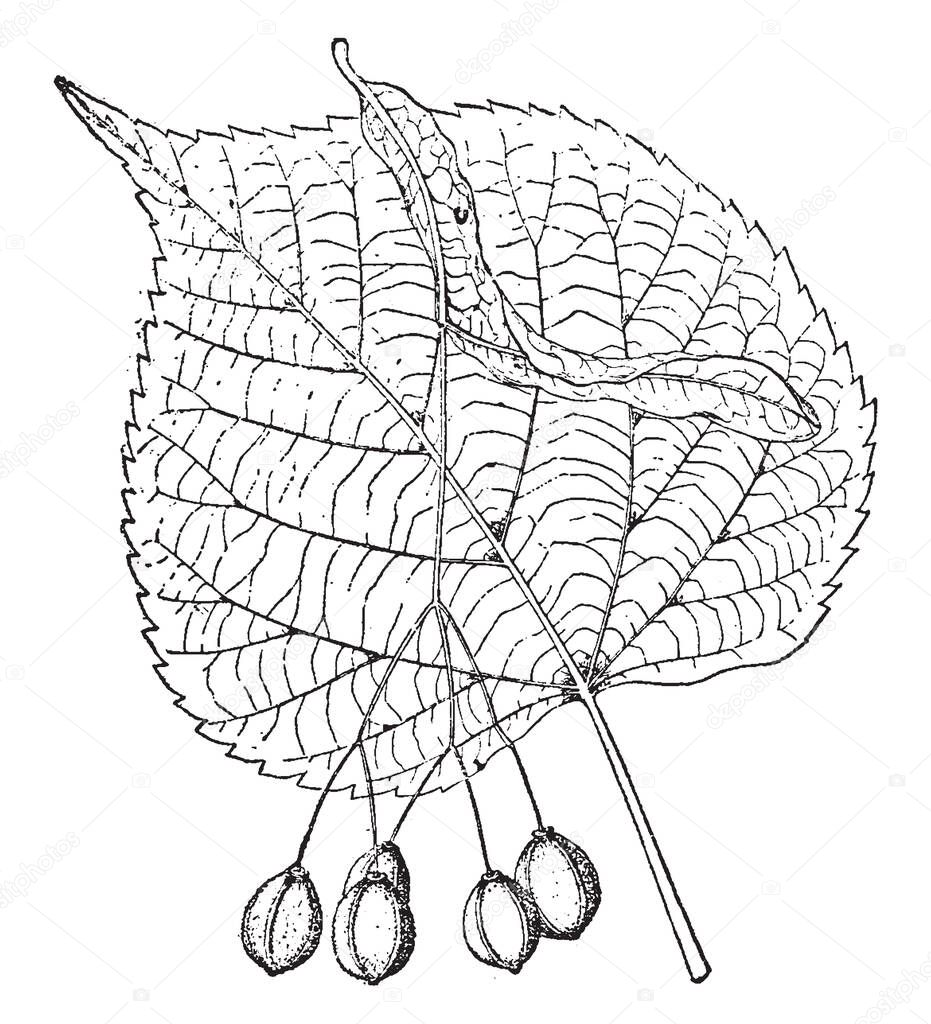 Tilia Platyphyllos are Large-leaved deciduous tree native to Europe. It is a narrowly domed tree with a moderate growth rate, and can eventually attain a height of 40 m, vintage line drawing or engraving illustration.