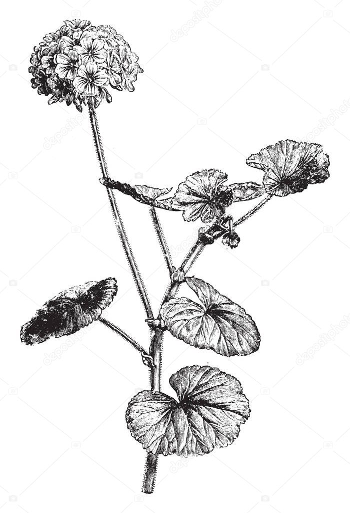 Pelargonium Inquinans is a soft, woody shrub with a height of up to 2 m. The leaves are orbicular with crenate or finely toothed margins and have a velvety feel and glands, vintage line drawing or engraving illustration.