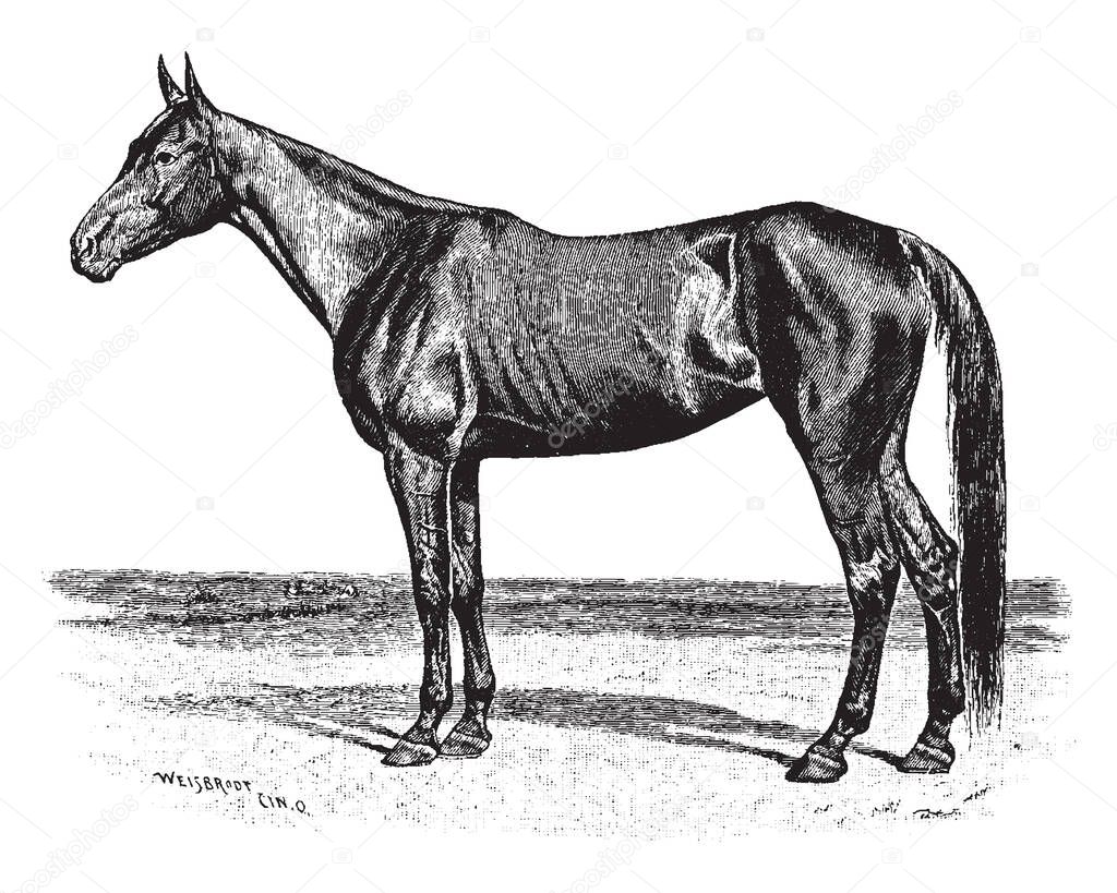 Maud S which is a famous racehorse, vintage line drawing or engraving illustration.
