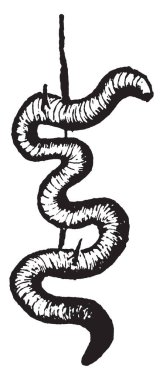 Bu resimde bu kanca, vintage çizgi çizme veya oyma illüstrasyon koymak için kullanılan solucan.