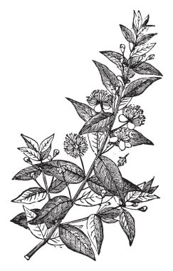 Myrtle, eski oyma resimler. La Vie dans la nature, 1890