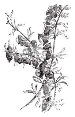 Boronia Megastigma küçük bir çalı var. Dar, kalın, doğrusal yaprakları şube, vintage çizgi çizme veya oyma illüstrasyon düzenlenir.