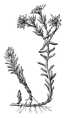Sedum, eski oyma resimler. La Vie dans la nature, 1890