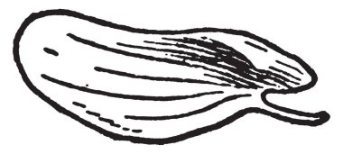 Ortak süpürge corolla kanatları da Cylisus Scoparius, vintage çizgi çizme veya oyma illüstrasyon adlandırılan bir resim gösteriliyor.