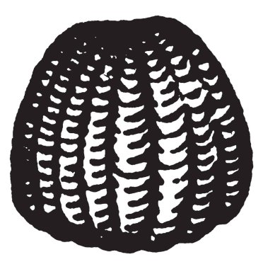 Bir Heliothis armiger türler, vintage çizgi çizme veya oyma illüstrasyon güve olduğunu.