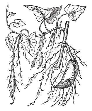 Bu bir tatlı patates şube ve adım adım tatlı patates büyüme gösterir. Ortada bir sadece büyüyor, bir tane daha fazla büyüyor sol ve doğru bir çizim için hala daha büyük, vintage veya oyma illüstrasyon.