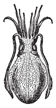Cephalopoda yumuşakçalar hayvanlar alemi, vintage çizgi çizme veya oyma illüstrasyon bölümü organizasyonu en yüksek sınıfıdır.