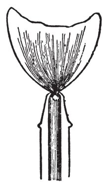 Düz-alev brülör veya onların alev geniş ince levha, vintage çizgi çizme veya oyma illüstrasyon yayılmış brülörleri.