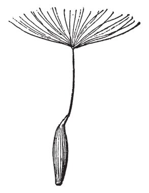 Bu resmi akenes gösteriyor. Bu tam çiçek büyümek var. Kök çok ince ve uzun üst kısmında saç gibi ve yuvarlak, çizim veya şekil oyma vintage çizgi.