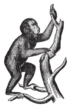 Orang Sumatra Borneo ve Malacca, vintage çizgi çizme veya oyma illüstrasyon için yerel.