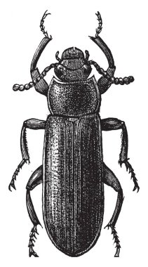 Larvalı böceği Tenebrionidae aile hayaleti böcekleri, vintage çizgi çizme veya oyma illüstrasyon bir böcek olduğunu.