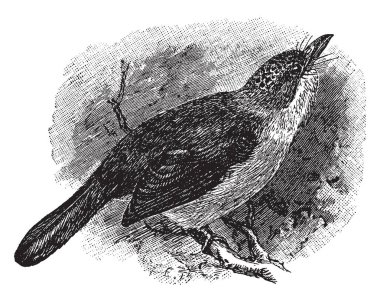 Criniger kuşlar, vintage çizgi çizme veya oyma illüstrasyon bir cinsidir.