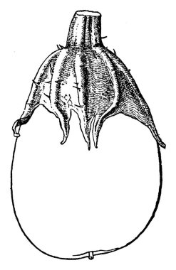 Bu tek patlıcan, kök kez dikenli ve patlıcan yarısı SAP, vintage çizgi çizme veya oyma illüstrasyon ile kaplıdır.