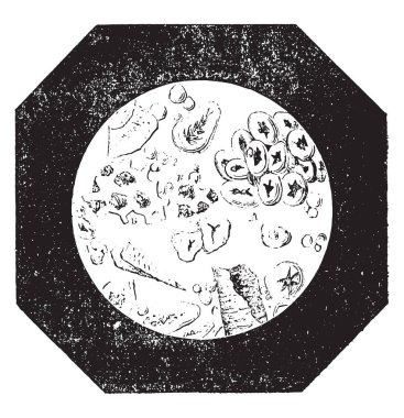 Hilesiz hindiba ve meşe palamutları, vintage oyulmuş illüstrasyon ile kahve. Endüstriyel ansiklopedi E.-O. Lami - 1875