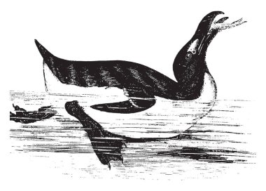 Penguen neredeyse sadece tek bir tür Ekvator, vintage çizgi çizme veya oyma illüstrasyon kuzeyinde bulunan Galapagos penguen ile Güney yarımkürede canlı.