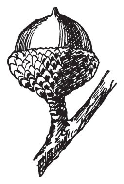 Bu resim meşe palamudu Shingle meşesi Quercus Imbricaria, vintage çizgi çizme veya oyma illüstrasyon gösterir.