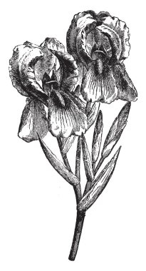 Iris açan ailesinin, doğrusal genellikle Bazal yaprakları ve büyük gösterişli çiçekler, vintage Iris ailesiyle çizim veya gravür illüstrasyon satır..