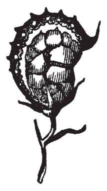 Bu çerçevenin bir sainfoin bitkinin çiçek vardır ama bozuk, vintage çizgi çizme veya oyma illüstrasyon.