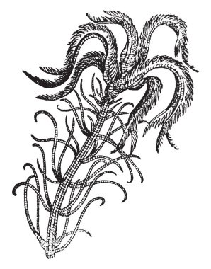 Bir resim Encrinus gösteriyor. Crinoids, soyu tükenmiş bir cinsidir ve Avrupa, vintage çizgi çizme ve gravür illüstrasyon bulundu.