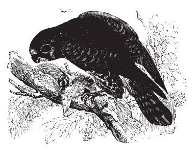 Küçük kerkenez yemek daha küçük kuş, vintage çizgi çizme veya illüstrasyon oyma.