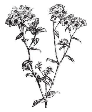 Phlox Drummondii çiçekli bitkidir. Keskin, sivri, uzun, siliyer yaprakları yuvarlak çiçekli dallar var. Tek veya çift yıldız şeklindeki yaprakları, vintage çizgi çizme veya oyma illüstrasyon çiçekler.