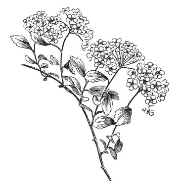 Resim Trilobata alanlara bitki dalı gösterir. Stipules yok yaprak kenar boşlukları genellikle dişli, zaman zaman kesme veya loblu, nadiren düzgün vardır. Kalabalık umbels, vintage çizgi çizme veya oyma resimde çok sayıda beyaz çiçekler.
