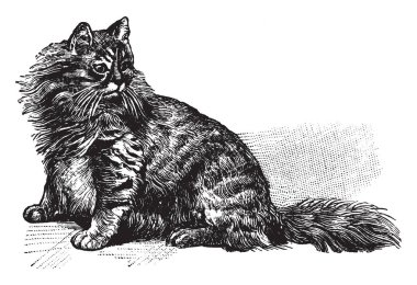 Angora kedi yerli kedi, vintage çizgi çizme veya oyma illüstrasyon çeşidi.