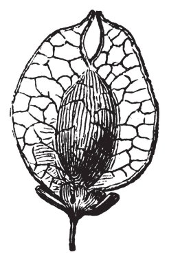 Anahtar meyve Kuru meyve, vintage çizgi çizme veya oyma illüstrasyon samara başka bir adıdır.