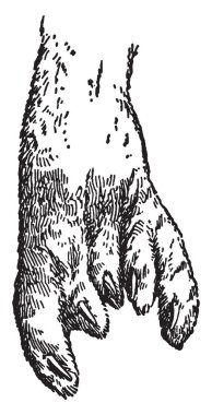 Mühür dünya, vintage çizgi çizme veya oyma illüstrasyon çevresinde pek çok yerde soğuk sularda bulunabilir eğilimindedir.