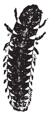 Lampyre erkek, vintage illüstrasyon kazınmış. Doğal Tarih hayvanların, 1880