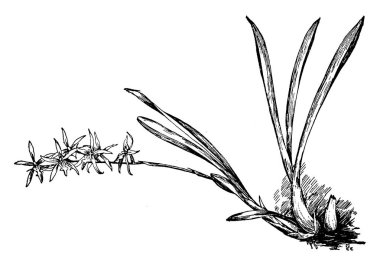 Miltonia Flavescens çiçek Brezilya bulunur. Çiçek rengi mor ve sarı. Bloom Haziran, vintage çizgi çizme veya oyma illüstrasyon olduklarını.