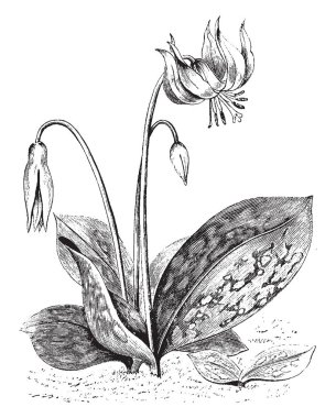 Bir resim büyük beyaz çeşitli of Erythronium Dens-Canis, olarak da bilinen köpekler diş Violet gösteriyor. Melanthiaceae ailesine ait. Anavatanı Avrupa'dır. Yalnız beyaz, pembe veya leylak, çizim veya şekil oyma vintage çizgi çiçekler.
